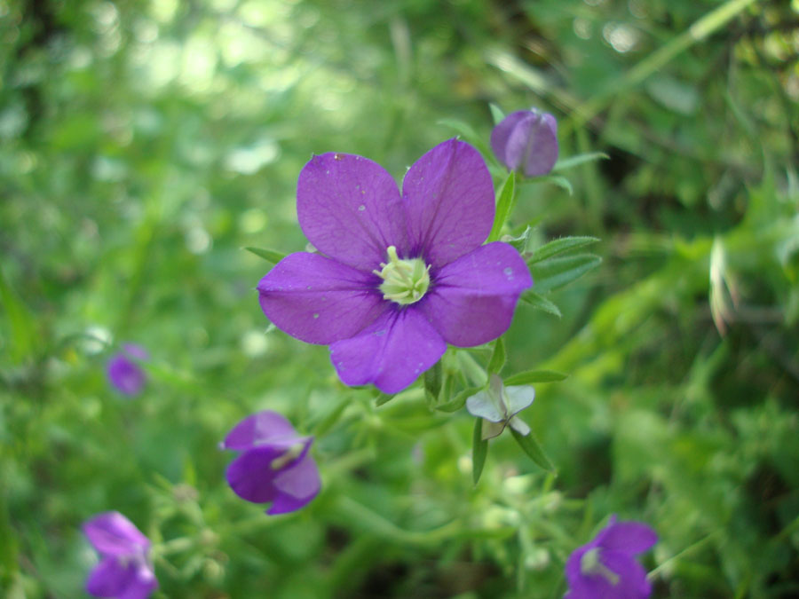 Legousia speculum-veneris